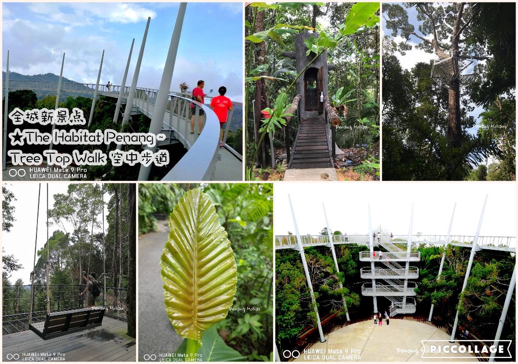 全城新景点 ★The Habitat Penang ~ Tree Top Walk 空中步道，你探索了吗？