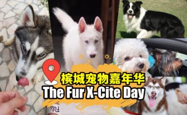 Batu Kawan 首个宠物嘉年华The Fur X-Cite Day～ 22/6就在 EcoWorld Gallery