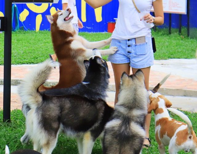 槟城首家宠物户外游泳池就在龙尾Pet Amazon！